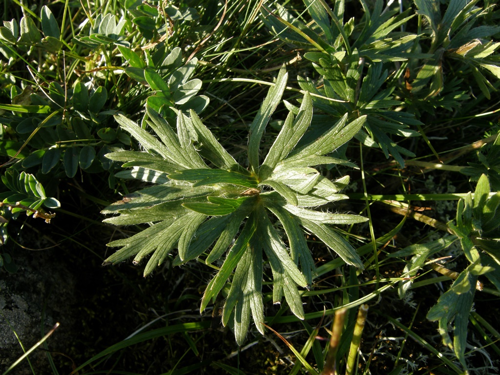 Image of Anemonastrum crinitum specimen.