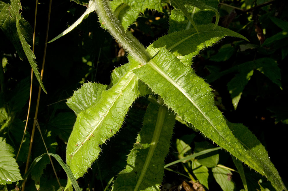 Изображение особи Cirsium helenioides.