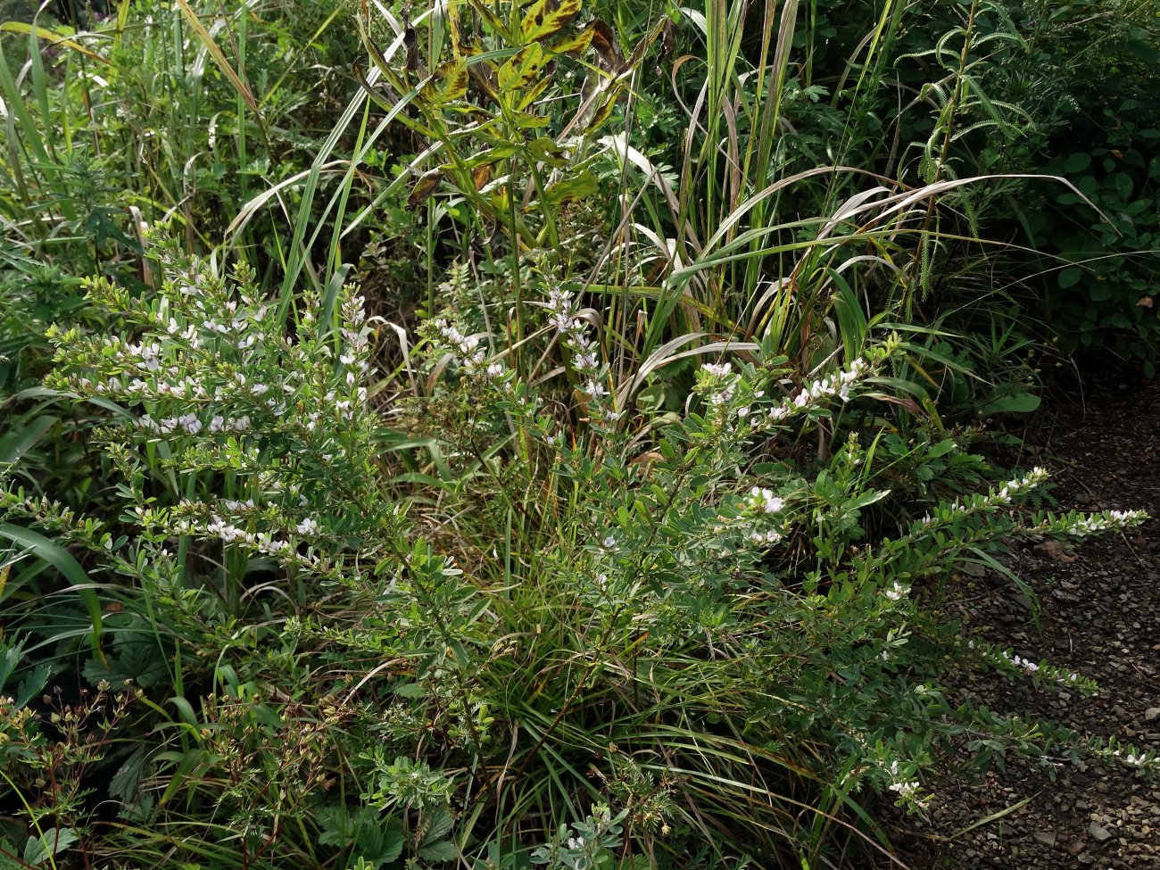 Изображение особи Lespedeza juncea.