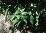 Sanchezia speciosa. Верхушки побегов. Израиль, Шарон, г. Тель-Авив, ботанический сад тропических растений. 02.05.2016.