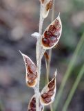 Fibigia clypeata