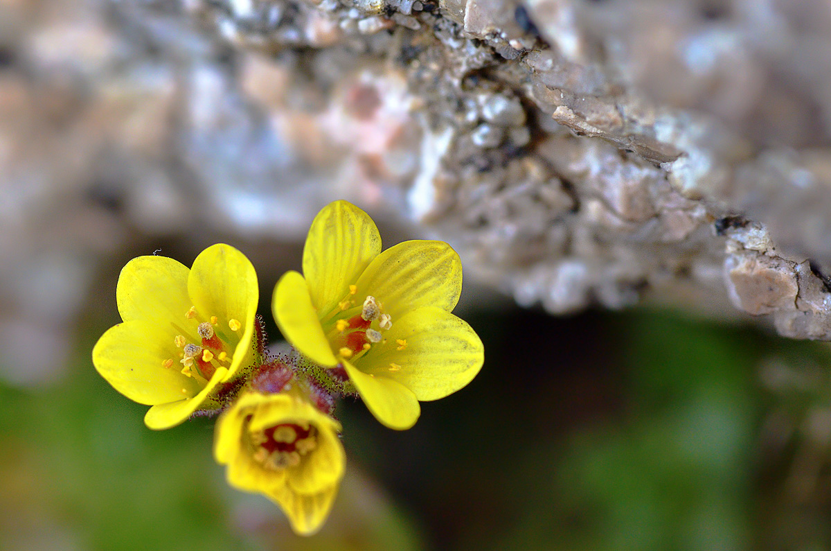 Image of Saxifraga macrocalyx specimen.