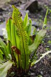 Phyllitis scolopendrium