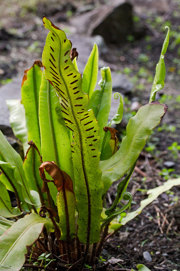 Image of Phyllitis scolopendrium specimen.