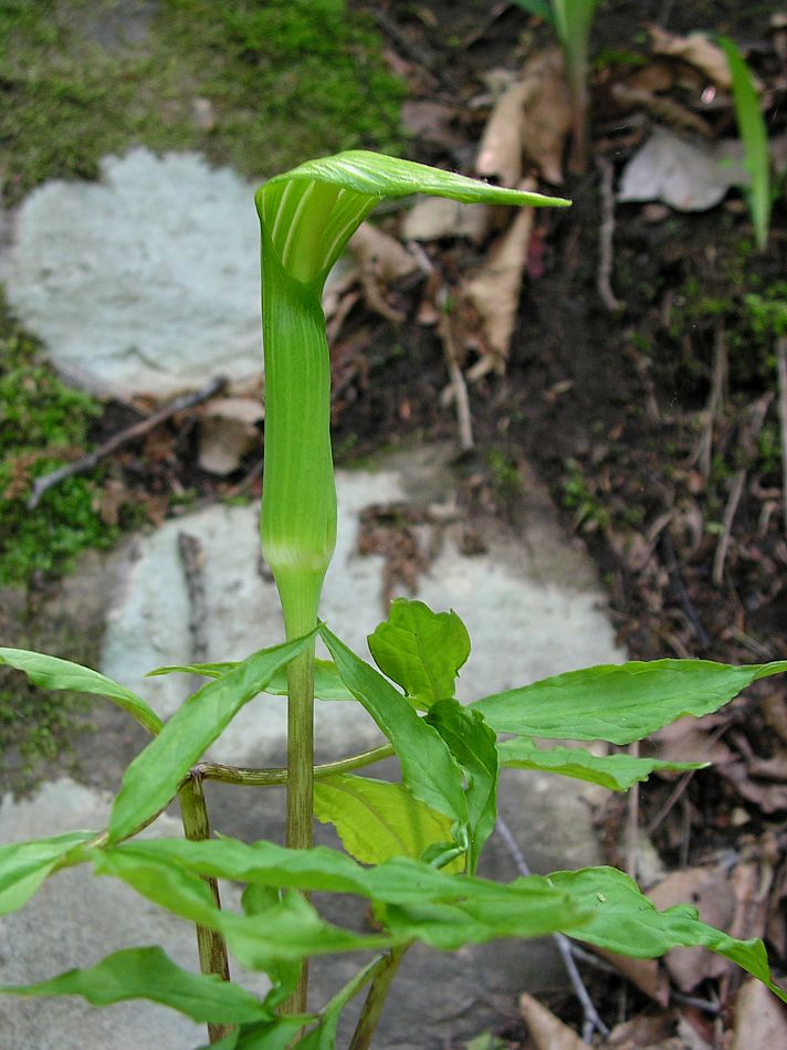 Изображение особи Arisaema peninsulae.