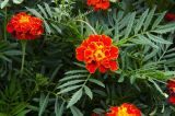 Tagetes patula. Цветущие растения. Владивосток, Ботанический сад. 12.09.2016.