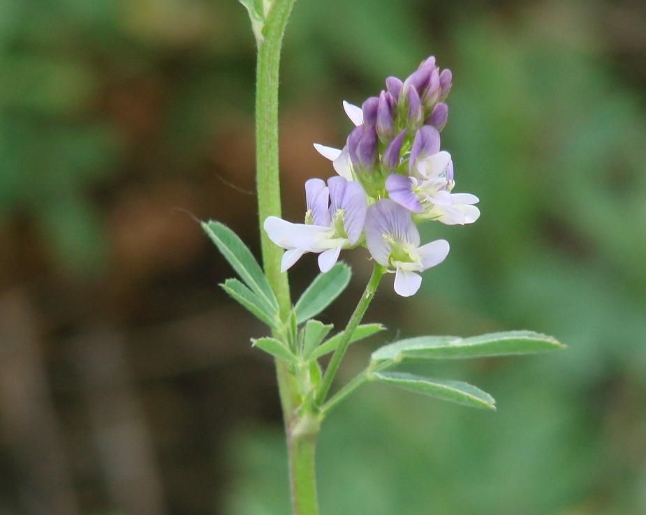 Image of Medicago × varia specimen.