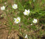 Spergula arvensis. Верхушки побегов с цветками и бутонами. Коми, Сыктывдинский р-н, окр. пос. Еляты, р. Сысола, песчано-глинистый обрывистый берег. 17.07.2015.