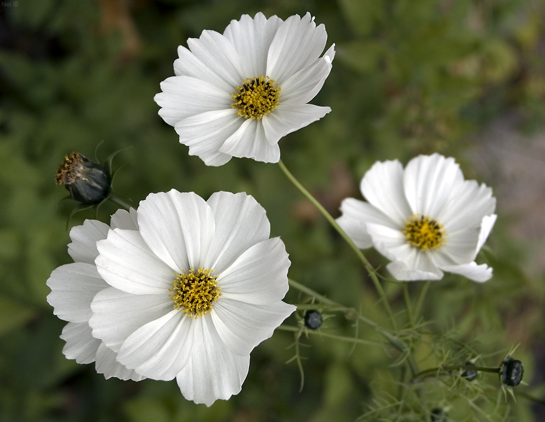 Изображение особи Cosmos bipinnatus.