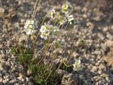 Draba ussuriensis