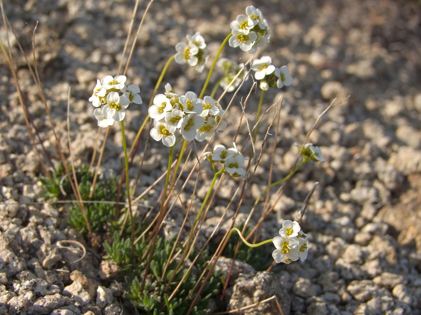 Изображение особи Draba ussuriensis.