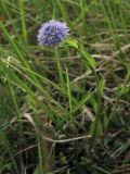 Globularia bisnagarica