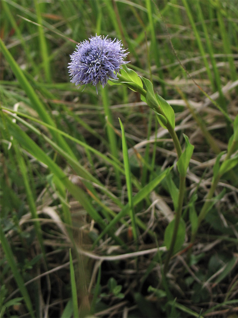 Изображение особи Globularia bisnagarica.