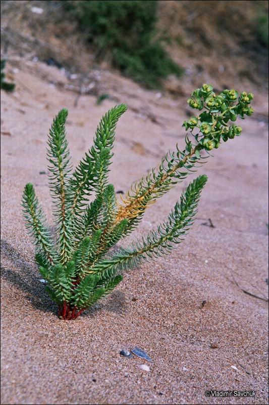 Изображение особи Euphorbia paralias.