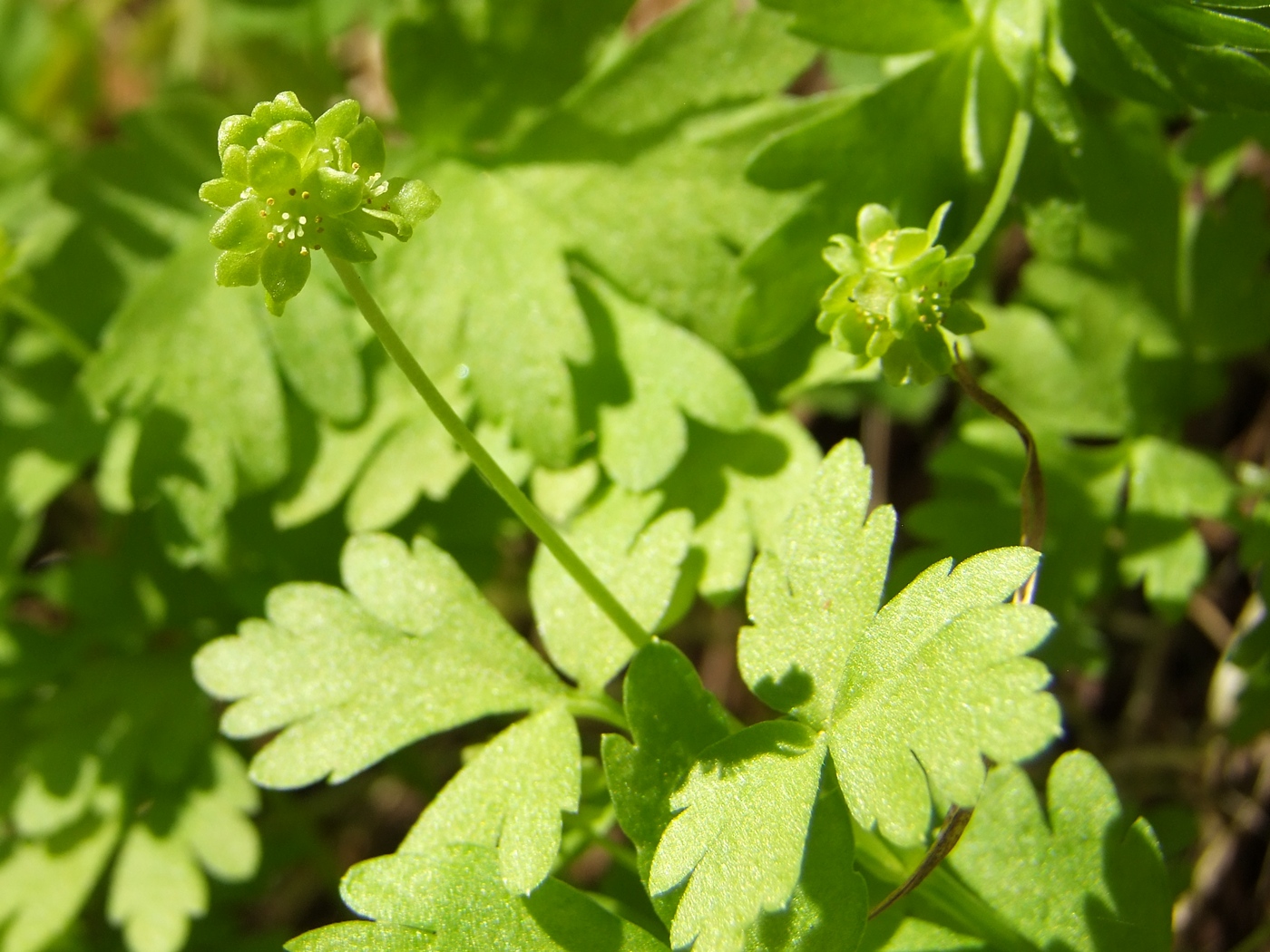 Изображение особи Adoxa moschatellina.