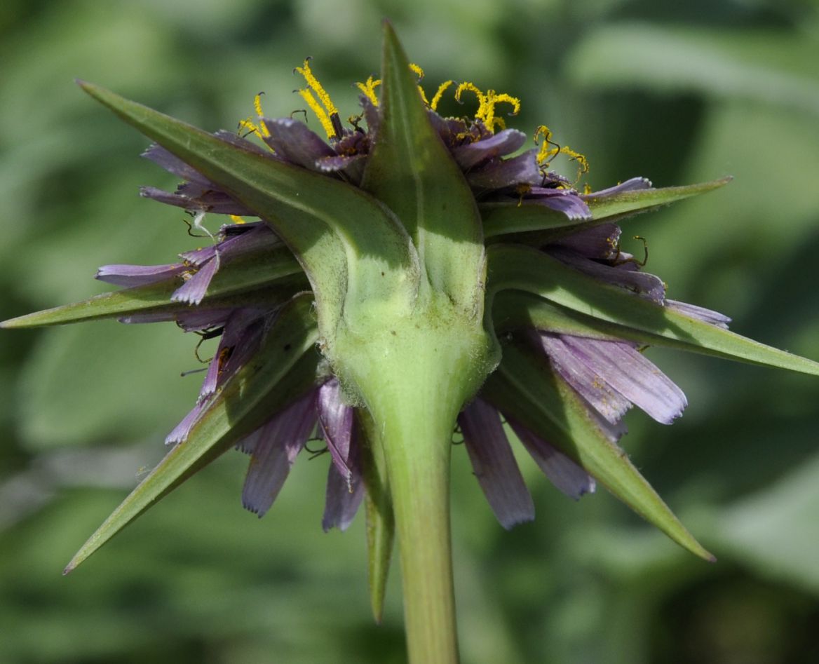 Image of Tragopogon australis specimen.