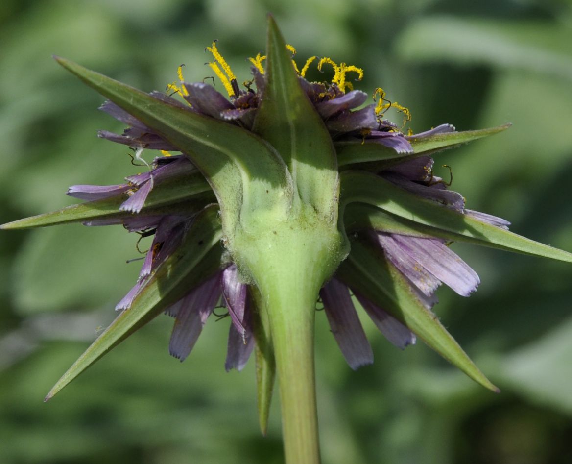 Изображение особи Tragopogon australis.