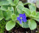 Veronica grandiflora. Верхушка цветущего растения. Камчатский край, Елизовский р-н, горный массив Вачкажец, горная тундра. 18.08.2016.