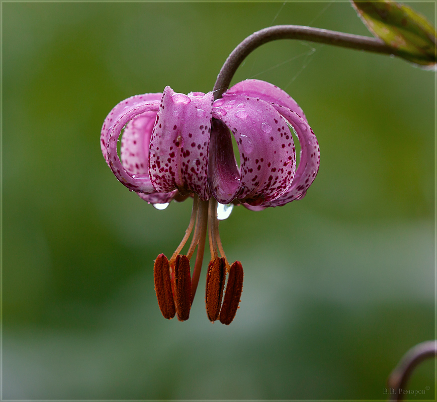 Изображение особи Lilium pilosiusculum.