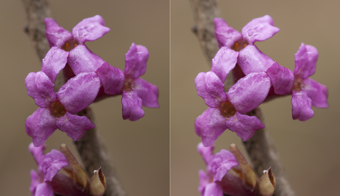 Image of Daphne mezereum specimen.