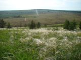 Stipa pennata