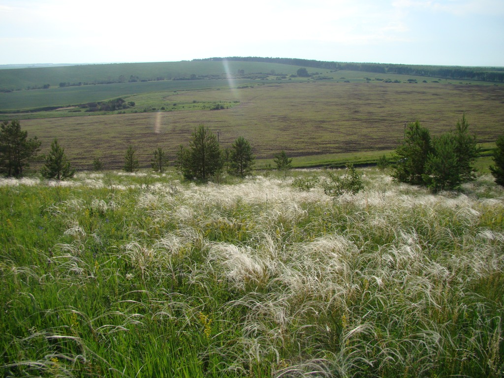 Изображение особи Stipa pennata.