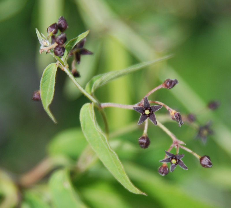 Image of Vincetoxicum scandens specimen.