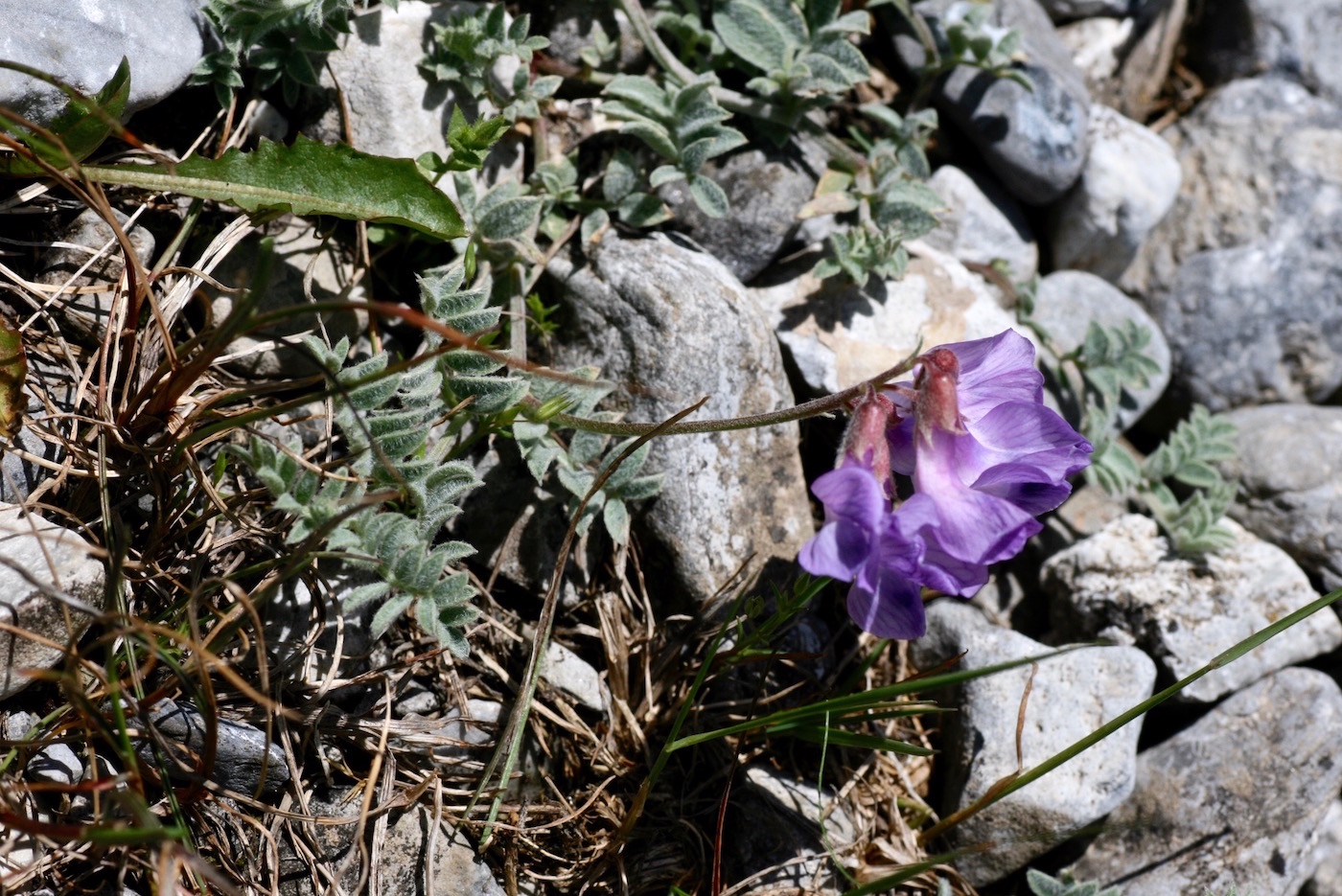 Изображение особи Vicia semenovii.