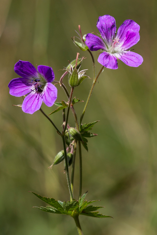 Изображение особи Geranium sylvaticum.