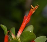 Fouquieria diguetii. Цветок. Израиль, Шарон, г. Тель-Авив, ботанический сад \"Сад кактусов\". 16.11.2015.