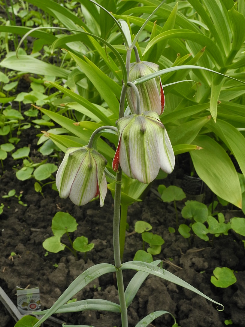 Изображение особи Fritillaria walujewii.