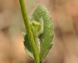 Draba nemorosa