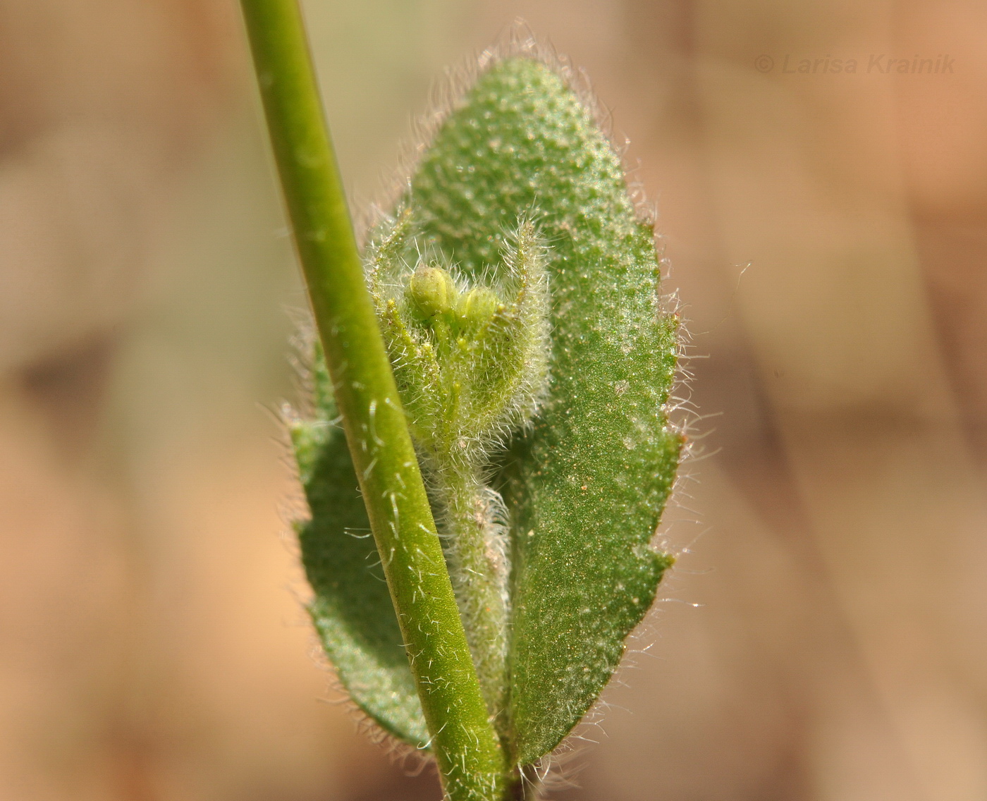 Изображение особи Draba nemorosa.