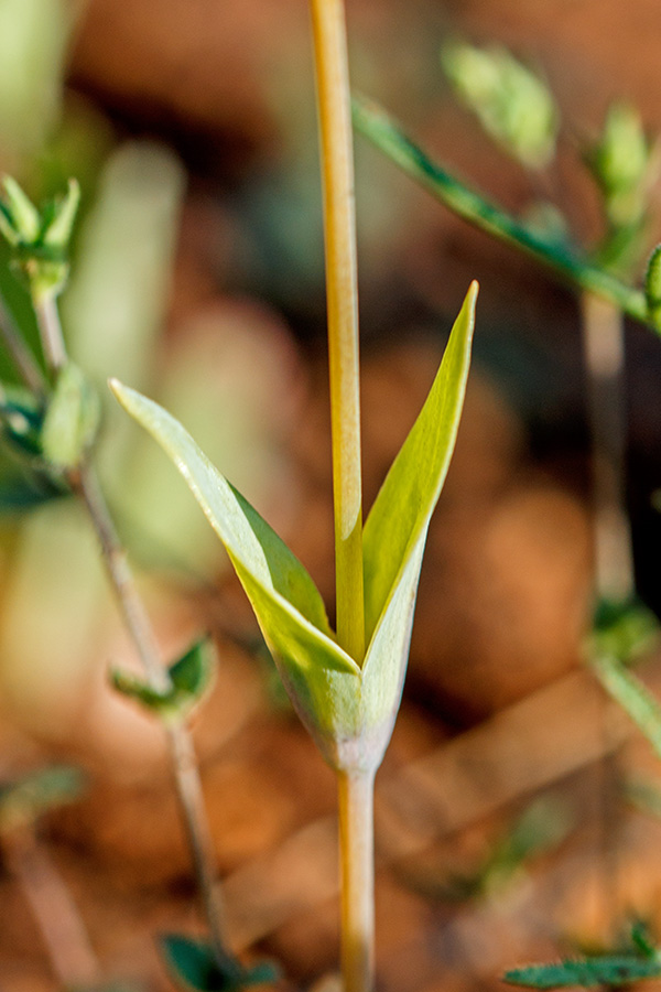 Image of Cerastium perfoliatum specimen.