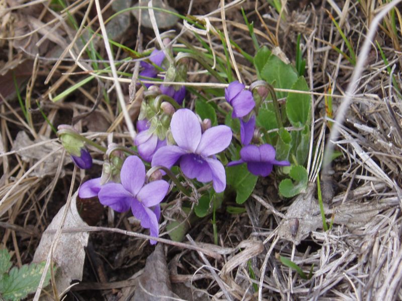 Изображение особи Viola ambigua.