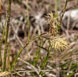 Carex macroura