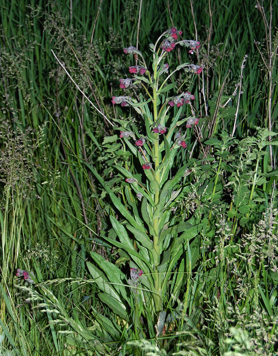 Изображение особи Cynoglossum officinale.