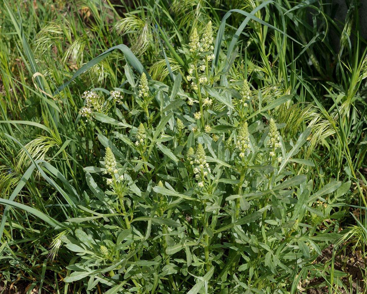 Image of Reseda lutea specimen.