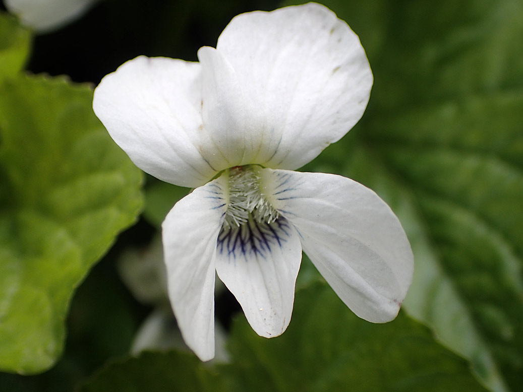 Image of Viola sororia specimen.