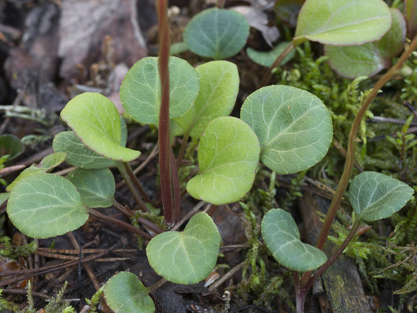 Изображение особи Pyrola chlorantha.