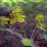 Bupleurum longifolium подвид aureum. Часть соцветия. Свердловская обл., окр. с. Курганово, Верхнемакаровское вдхр., смешанный лес. 11.07.2009.