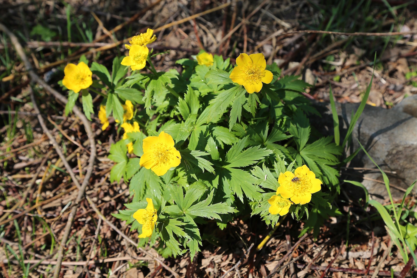 Изображение особи Trollius riederianus.