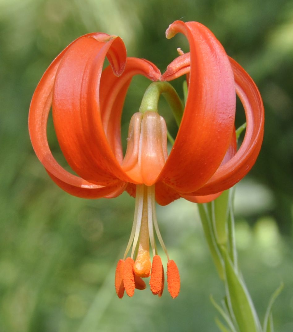 Изображение особи Lilium chalcedonicum.