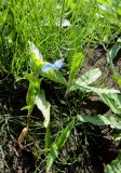 Commelina communis