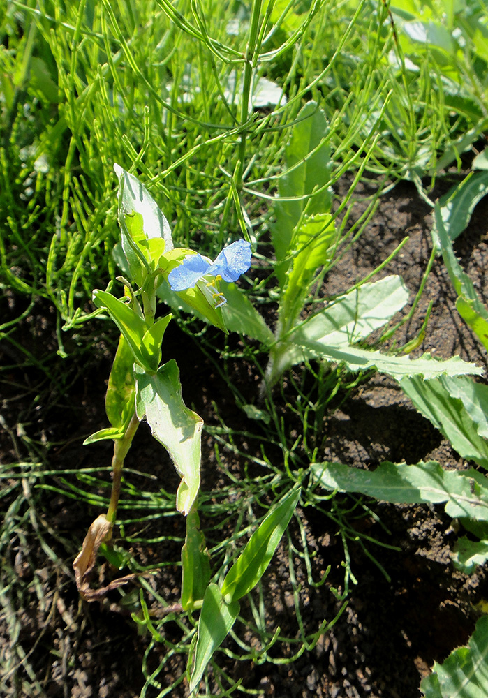 Изображение особи Commelina communis.