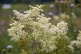 Filipendula ulmaria