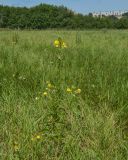 Oenothera biennis