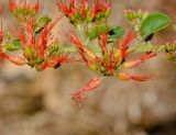 Combretum microphyllum