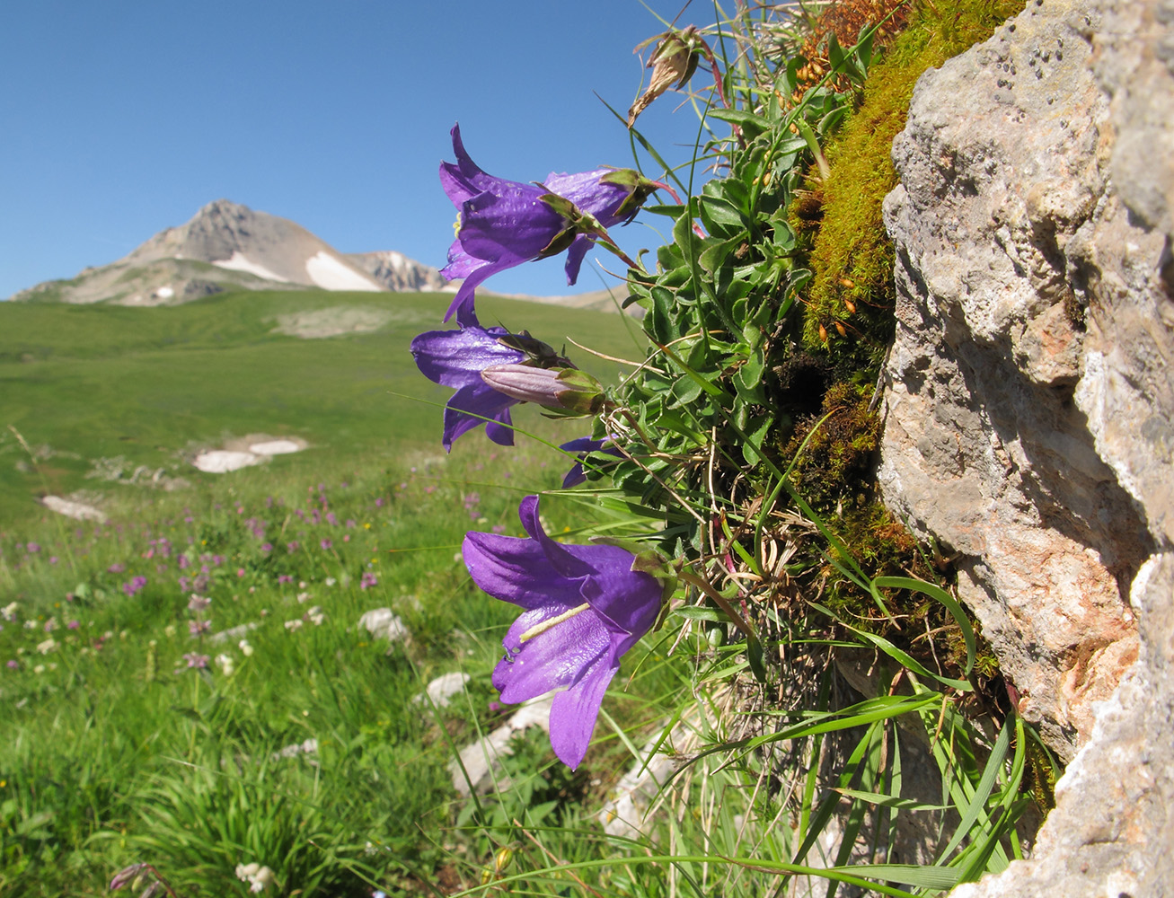 Изображение особи Campanula saxifraga.