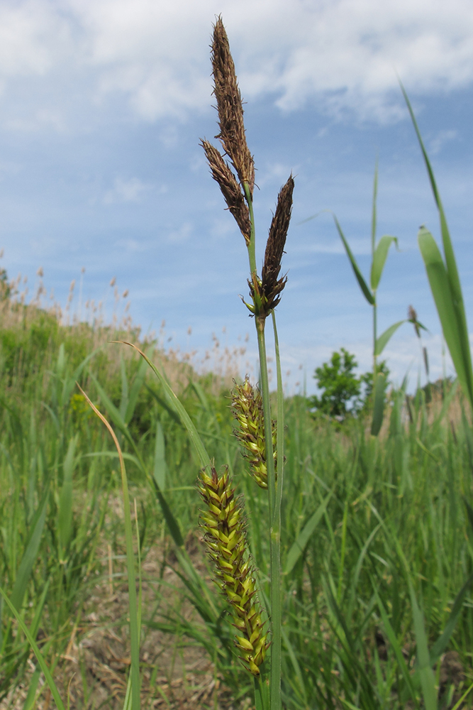 Изображение особи Carex riparia.